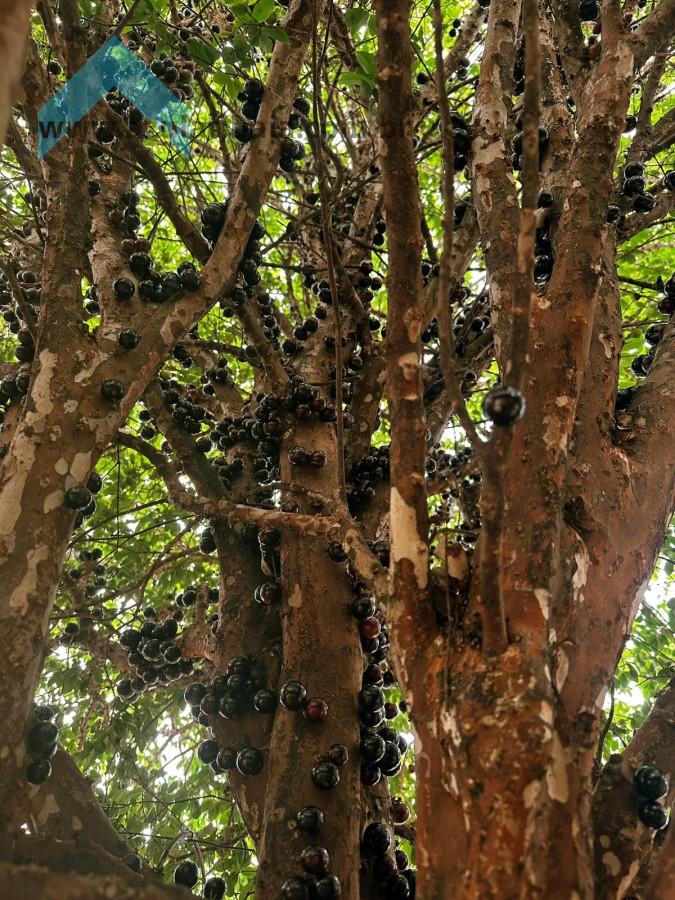 Casa, 2 quartos - Foto 12