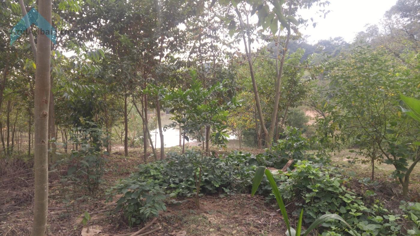 Sítio, 4 quartos, 4 hectares - Foto 38