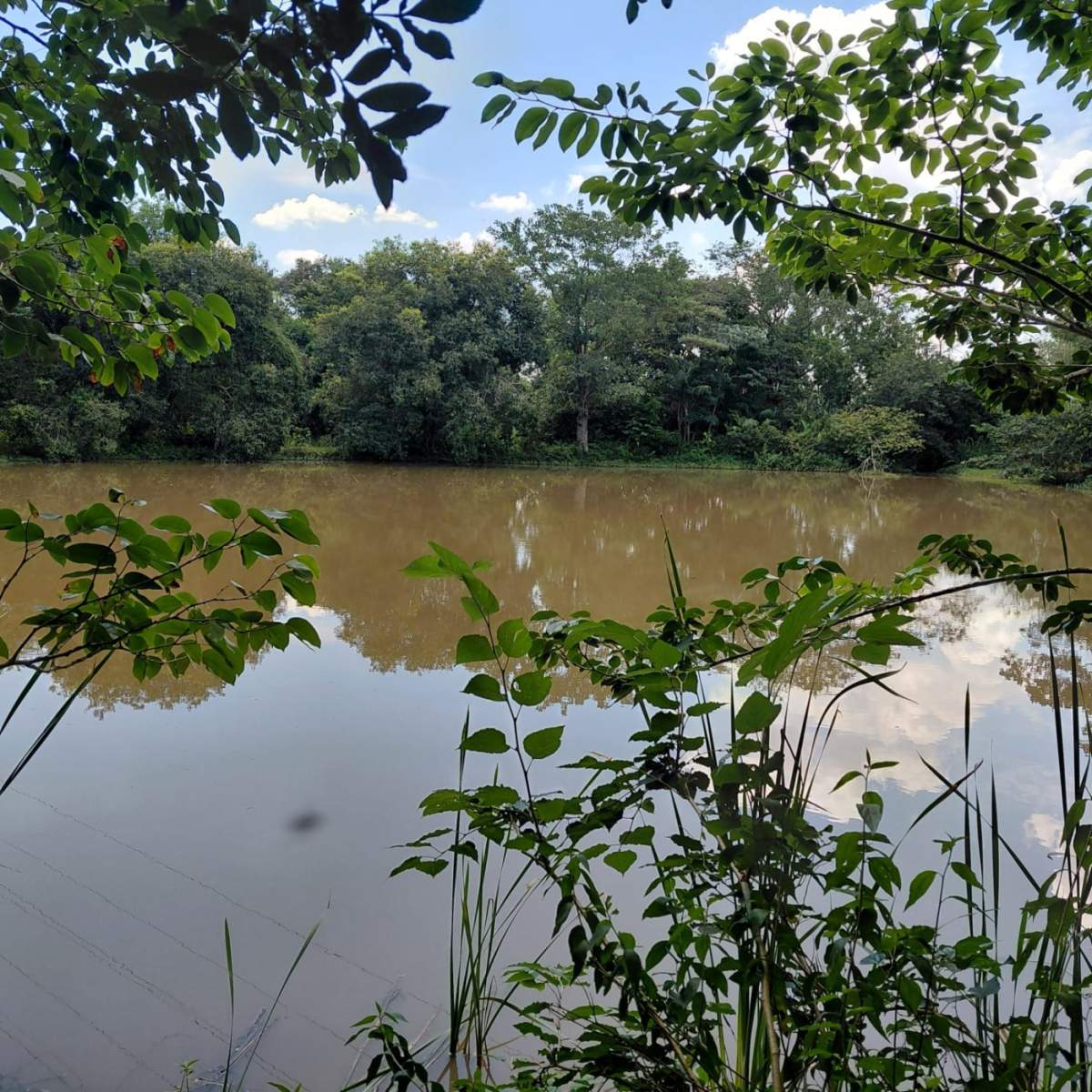 Sítio, 4 quartos, 4 hectares - Foto 45